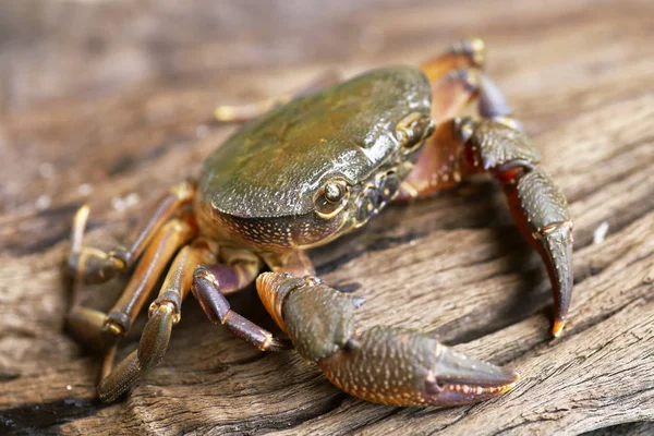 Kıllı bacak dağ Yengeç: Loei, Thailand