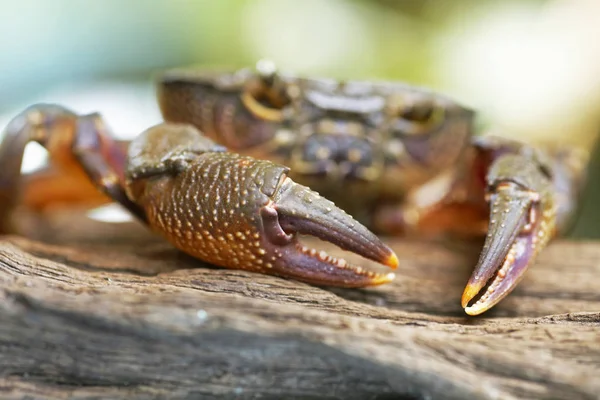 Hairy Leg Mountain Crab Loei Thailand — Stock Photo, Image