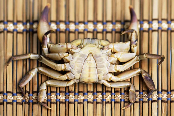 Caranguejo Peludo Loei Tailândia — Fotografia de Stock