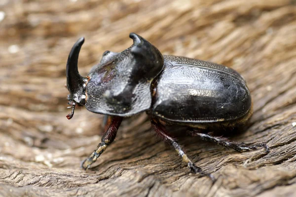 Gergedan böceği (Oryctes nasicornis) ile güzel arka plan