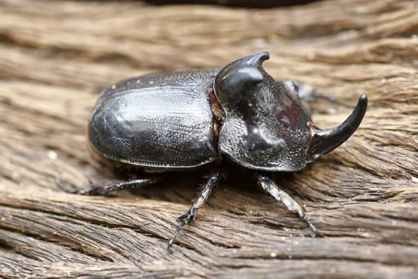 Escarabajo Rinoceronte Oryctes Nasicornis Con Hermoso Fondo — Foto de Stock