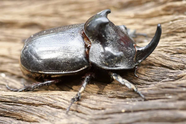 Gergedan böceği (Oryctes nasicornis) ile güzel arka plan
