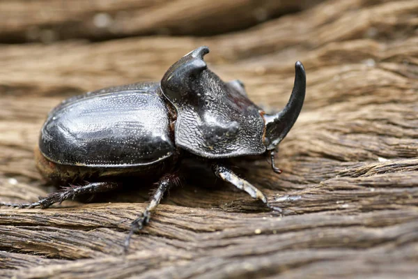 Escarabajo Rinoceronte Oryctes Nasicornis Con Hermoso Fondo — Foto de Stock