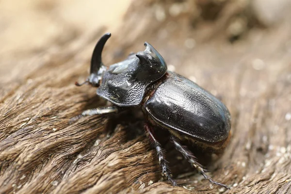 Escarabajo Rinoceronte Oryctes Nasicornis Con Hermoso Fondo — Foto de Stock