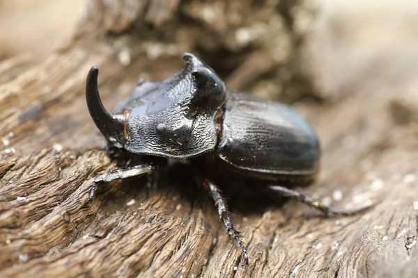 Rhinoceros Beetle Oryctes Nasicornis Med Vacker Bakgrund — Stockfoto