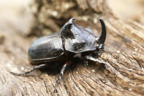 Gergedan böceği (Oryctes nasicornis) ile güzel arka plan