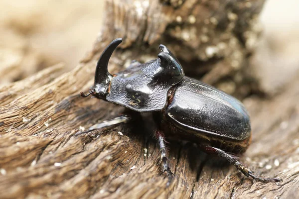 Escarabajo Rinoceronte Oryctes Nasicornis Con Hermoso Fondo — Foto de Stock