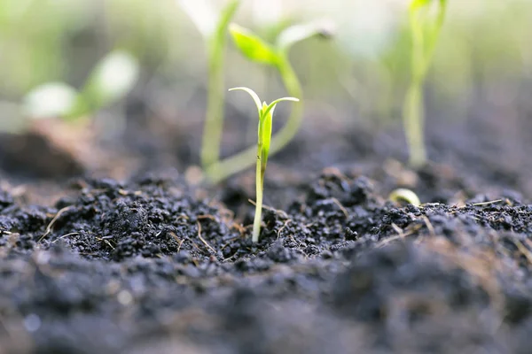 Pequeña Planta Pila Tierra Jardín —  Fotos de Stock