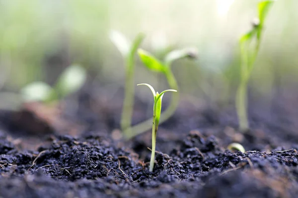 Pequeña Planta Pila Tierra Jardín —  Fotos de Stock