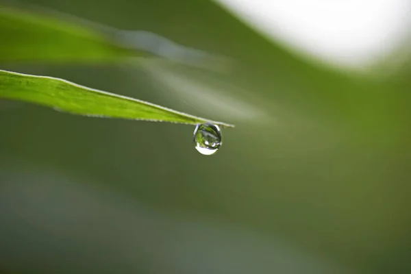 Красивий Зелений Лист Краплями Води — стокове фото