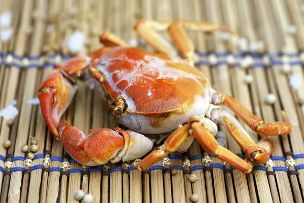 Kıllı bacak dağ Yengeç: Loei, Thailand