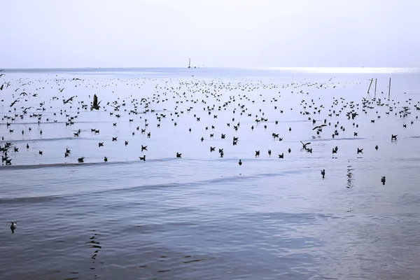 Bang Pu Seaside, Tayland Kasım ve Nisan sırasında göç martılar akın.