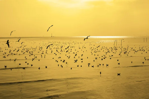 Gabbiani Migratori Affollano Bang Seaside Thailandia Durante Mesi Novembre Aprile — Foto Stock
