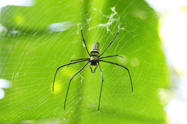 Gömb Szövőmadár Pók Erdő — Stock Fotó