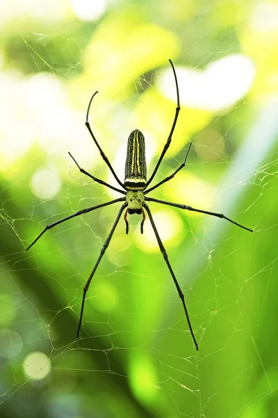 Araña Tejedora Orbe Dorada Bosque — Foto de stock © lobster20 #168214788