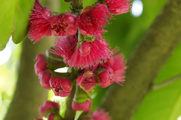 Malay Apple Malay Rose Apple Flower — Stock Photo, Image