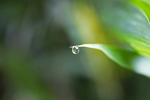 Schönes Grünes Blatt Mit Wassertropfen — Stockfoto