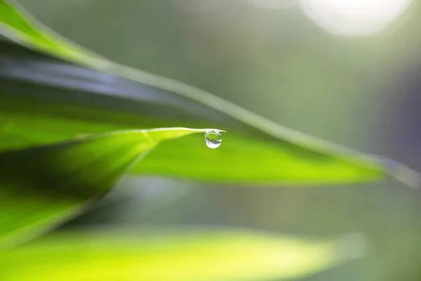 Hermosa Hoja Verde Con Gotas Agua — Foto de Stock