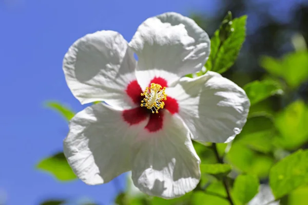 Hibiscus Fleur Tropicale Dans Jardin — Photo