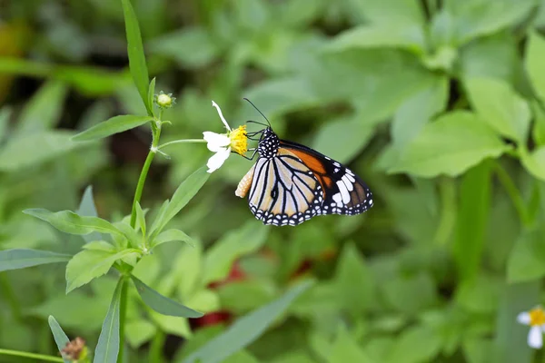 Monarch Butterfly Flower — Stock Photo, Image