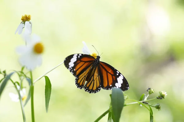 Monarch Butterfly Flower — Stock Photo, Image