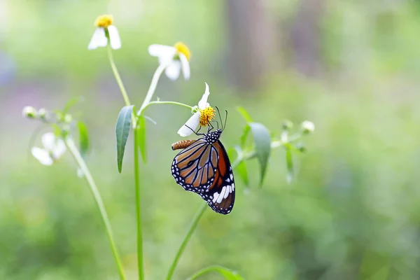Monarchfalter Auf Einer Blume — Stockfoto