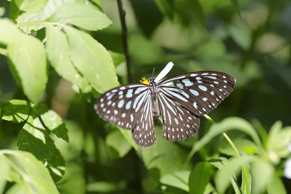 Mariposa Monarca Sobre Una Flor — Foto de Stock
