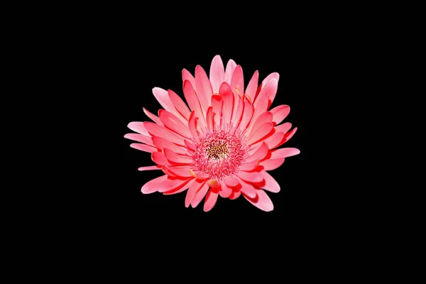 Close Colorful Gerbera Цветки — стоковое фото