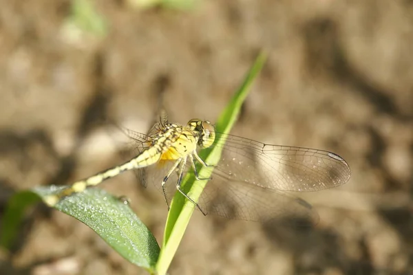 在模糊的背景下的蜻蜓 — 图库照片