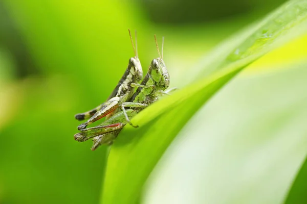 Grasshopper Poleiro Folha Verde — Fotografia de Stock