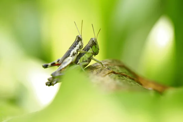 Grasshopper Poleiro Folha Verde — Fotografia de Stock