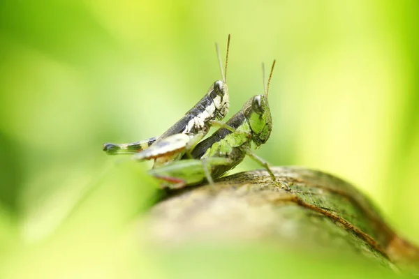 Grasshopper Poleiro Folha Verde — Fotografia de Stock