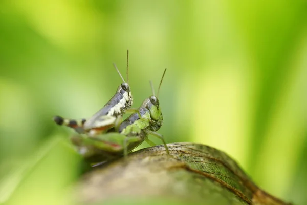 Sauterelle Perchée Sur Une Feuille Verte — Photo