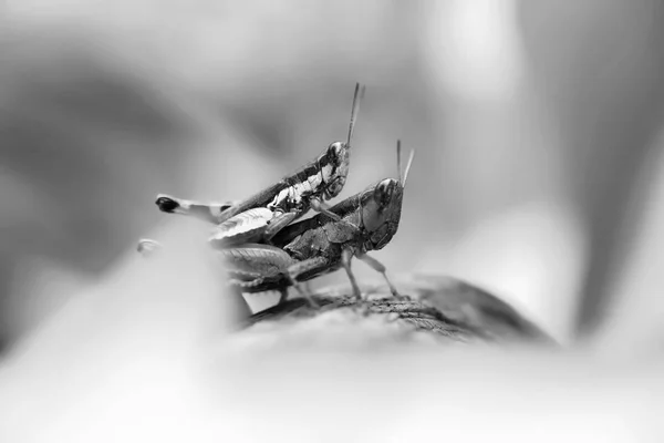 Grasshopper Posado Hoja Verde — Foto de Stock