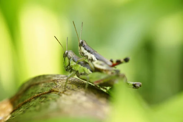 Grasshopper Poleiro Folha Verde — Fotografia de Stock