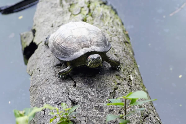 Turtle Shell Background Texture Macro Selective Focus — Stock Photo, Image