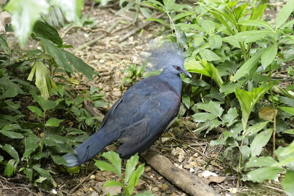 Victoria Crowned Pigeon Goura Victoria — Stock Photo, Image