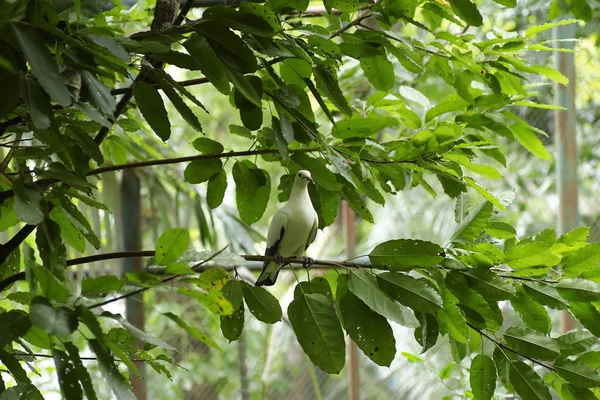 Yakalı güvercin, bir dal üzerinde (Streptopelia decaocto)