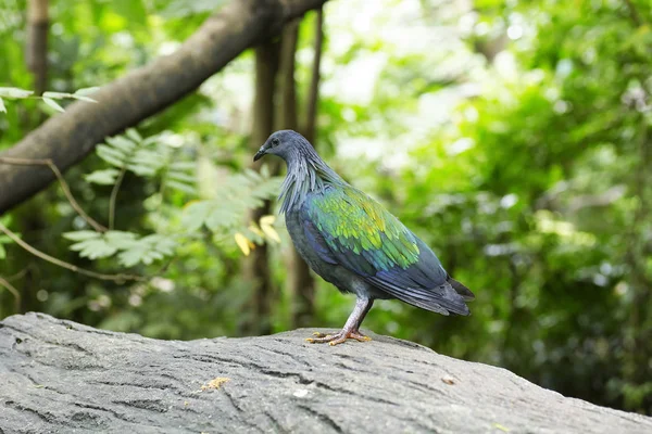 Pigeon Nicobar Caloenas Nicobarica Assis Milieu Feuillage Vert — Photo