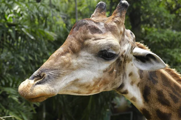 Zblízka Záběr Hlavu Žirafy — Stock fotografie