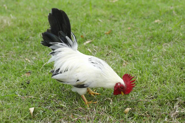 Patrón Bantam Caminar Rítmico Suelo —  Fotos de Stock