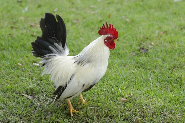 Bantam Patroon Van Ritmisch Lopen Vloer — Stockfoto