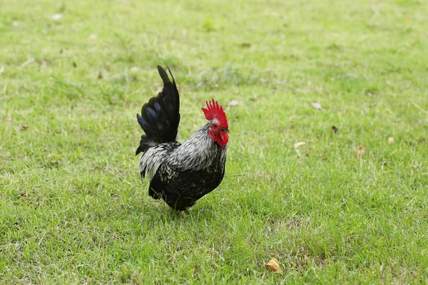 Modèle Bantam Marche Rythmique Sur Sol — Photo