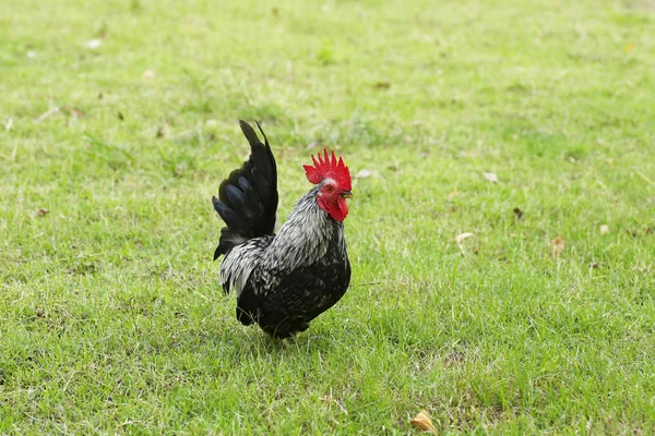 Patrón Bantam Caminar Rítmico Suelo — Foto de Stock