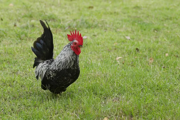 Zeminde ritmik bir yürüyüş şekli var.