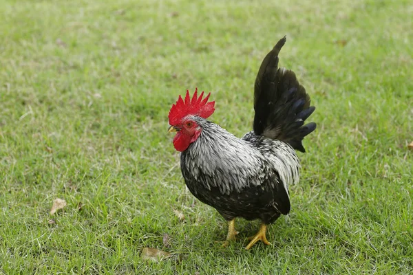 Zeminde ritmik bir yürüyüş şekli var.