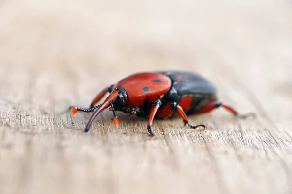 Red Palm Weevil Hout Achtergrond — Stockfoto