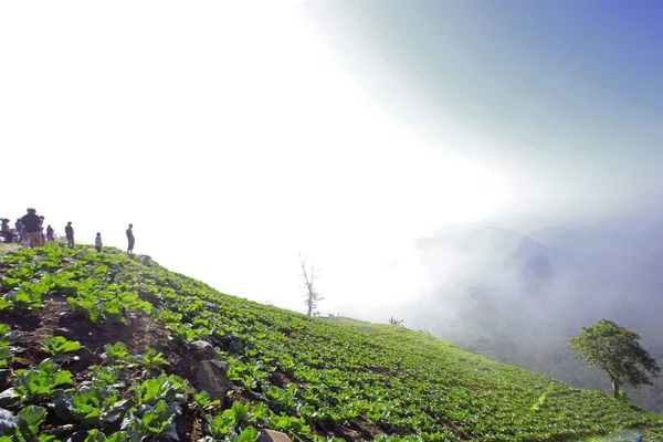 Vue Sur Montagne Avec Sentier Phu Tubberk Point Repère Touristique — Photo