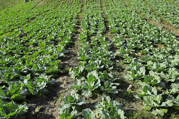 Mountain view yolda Phu Tubberk, Tayland: Phetchabun ilinin turistik Simgesel Yapı ile