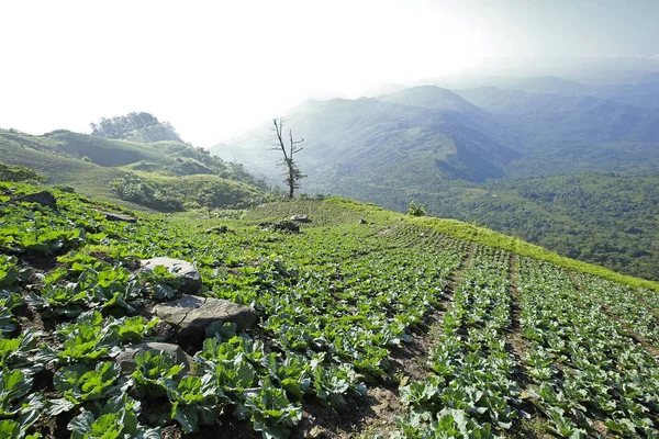 Vista Montaña Con Camino Phu Tubberk Punto Referencia Turístico Provincia — Foto de Stock